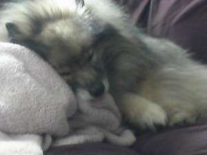 Sick as a dog